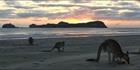 Kangaroos at sunrise - Cape Hillsborough NP - QLD (PBH4 00 15217)